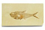 Detailed Fossil Fish (Diplomystus) - Wyoming #289939-1